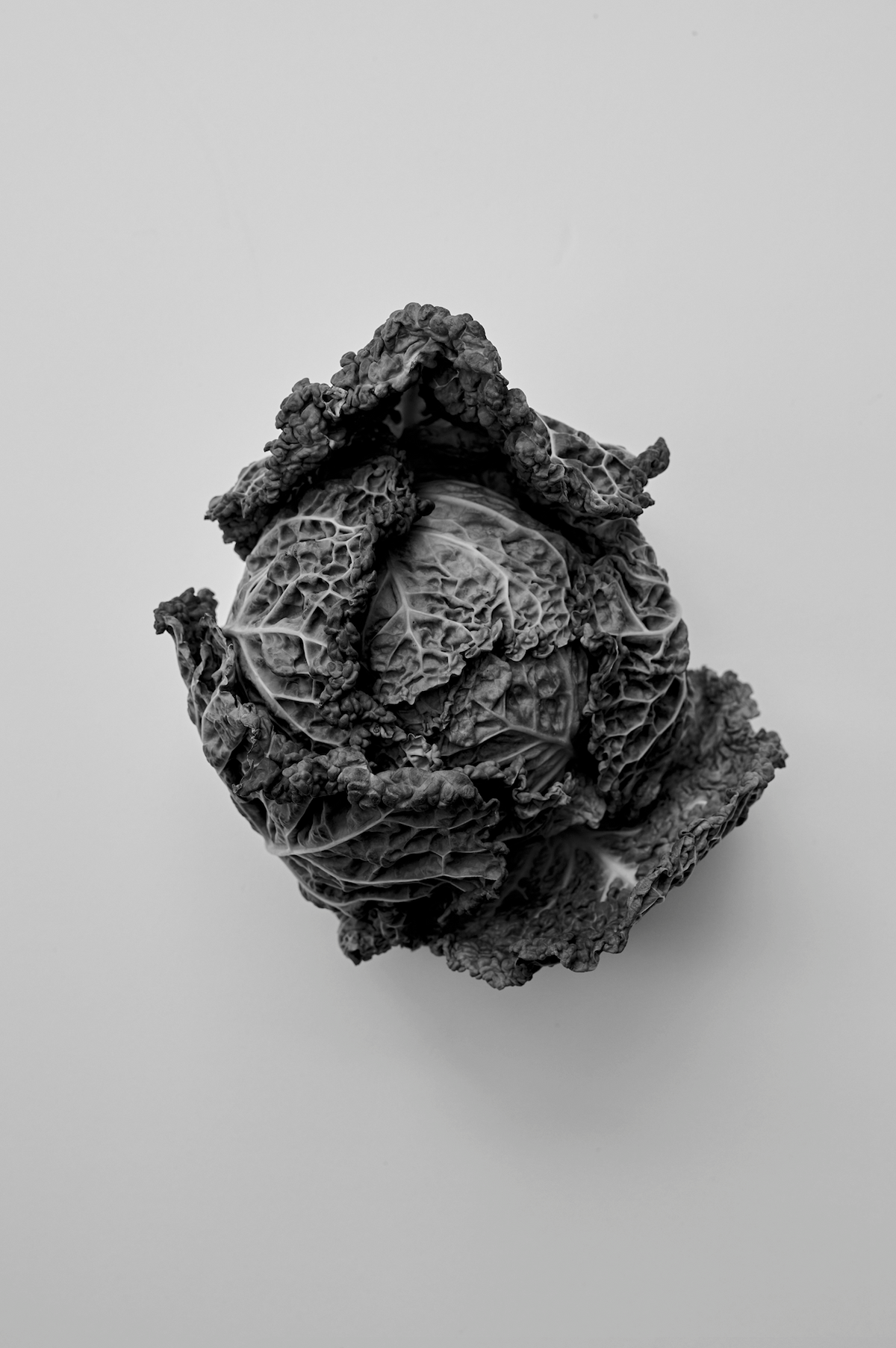 Róhe Cookbook | red